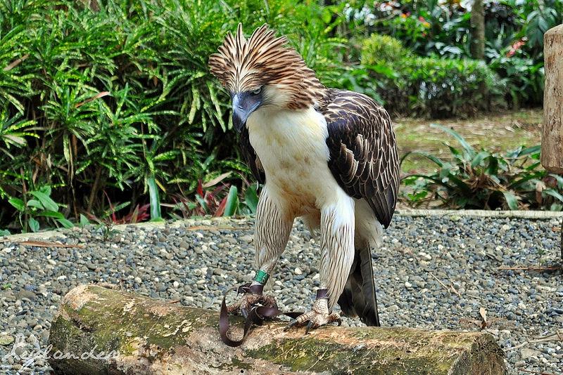 Meeting Mindanao at the Philippine Eagle Center