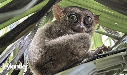 LEY - Tarsier Corella cover