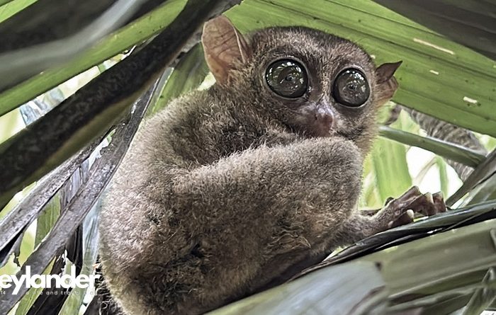 The Philippine Tarsier Up-Close in Corella, Bohol