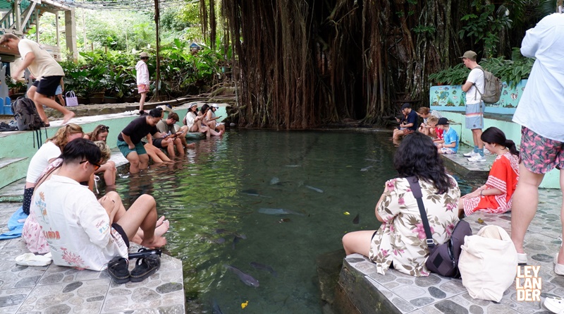 LEY - Balete Tree